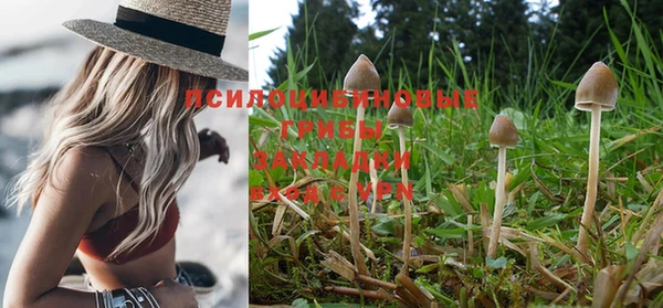 прущие грибы Липки